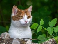Katze weiß hellbraun Porträt